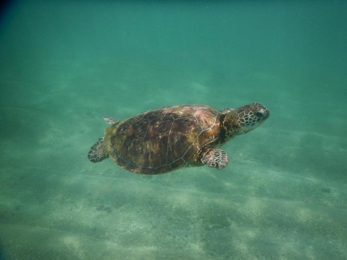 Turtle Bay Beach Resort Mirissa Eksteriør bilde