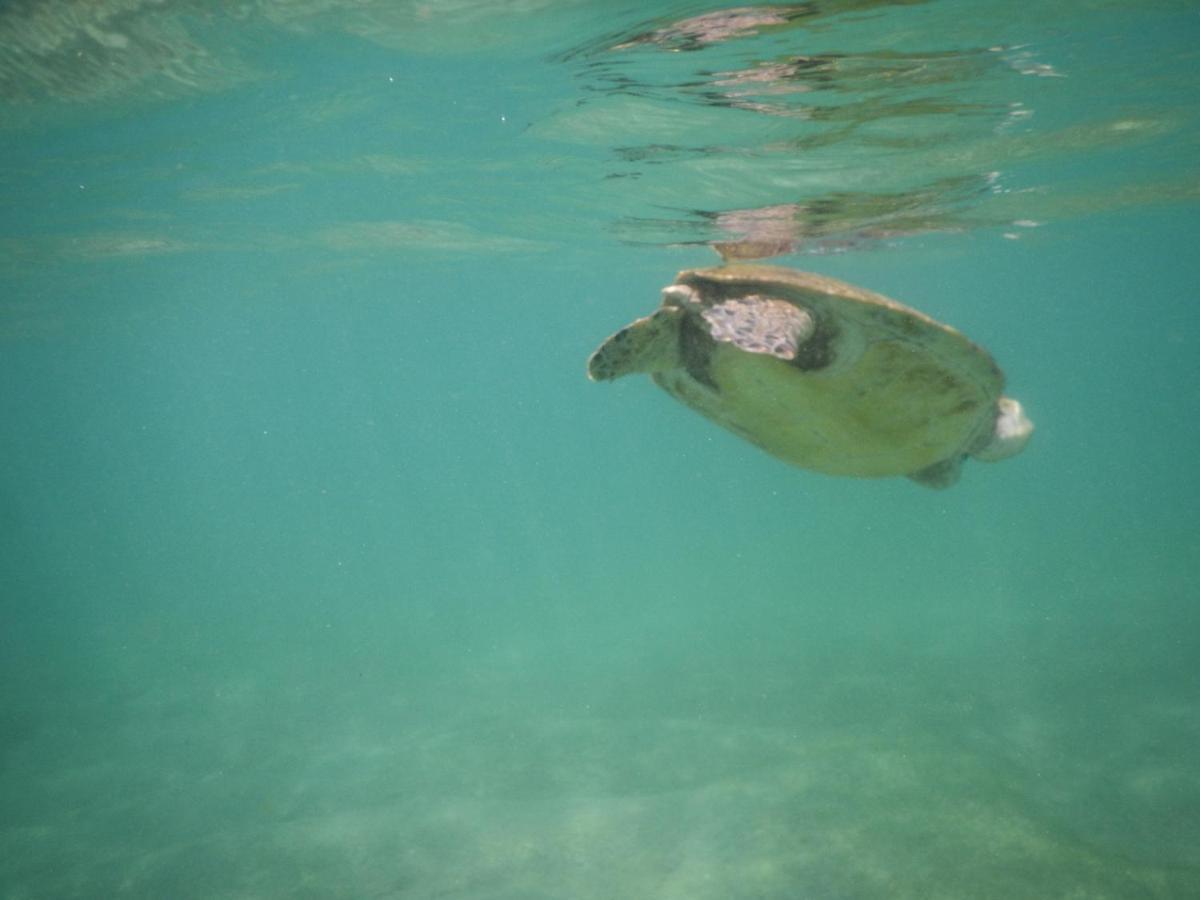Turtle Bay Beach Resort Mirissa Eksteriør bilde